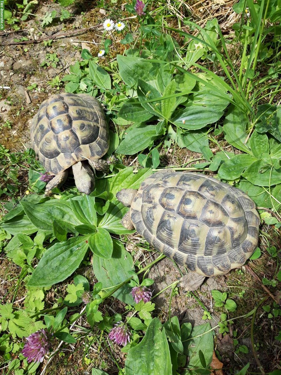 Männliche Schildkröten abzugeben