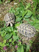 Männliche Schildkröten abzugeben