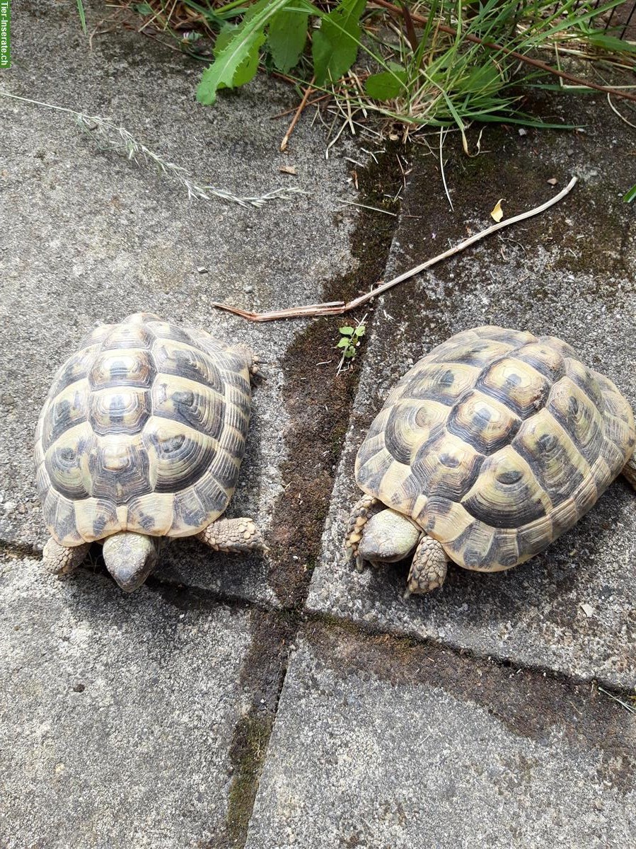 Bild 2: Männliche Schildkröten abzugeben