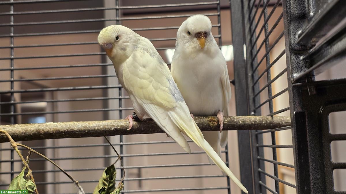 Wellensittiche Hennen und Hähne