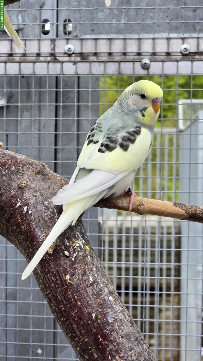 Bild 3: Wellensittiche Hennen und Hähne