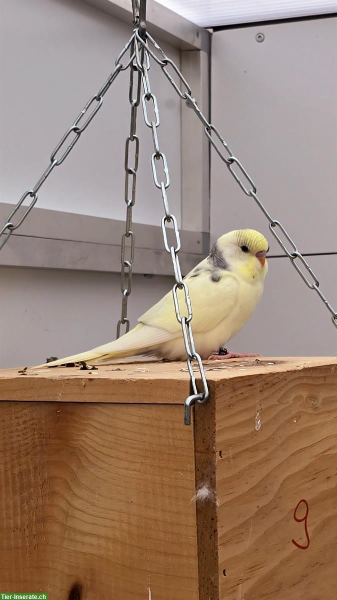 Bild 4: Wellensittiche Hennen und Hähne