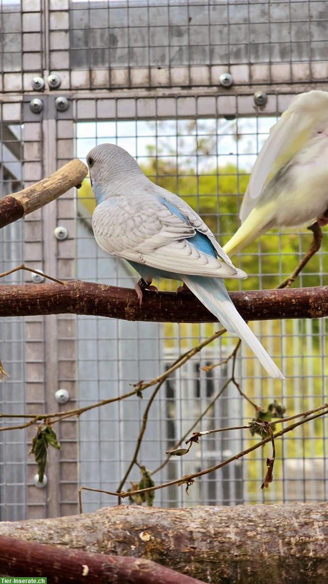 Bild 5: Wellensittiche Hennen und Hähne