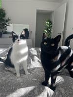 2 süsse Katzen, kastriert gratis abzugeben