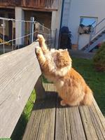 Britisch Langhaar Kater, reinrassig abzugeben