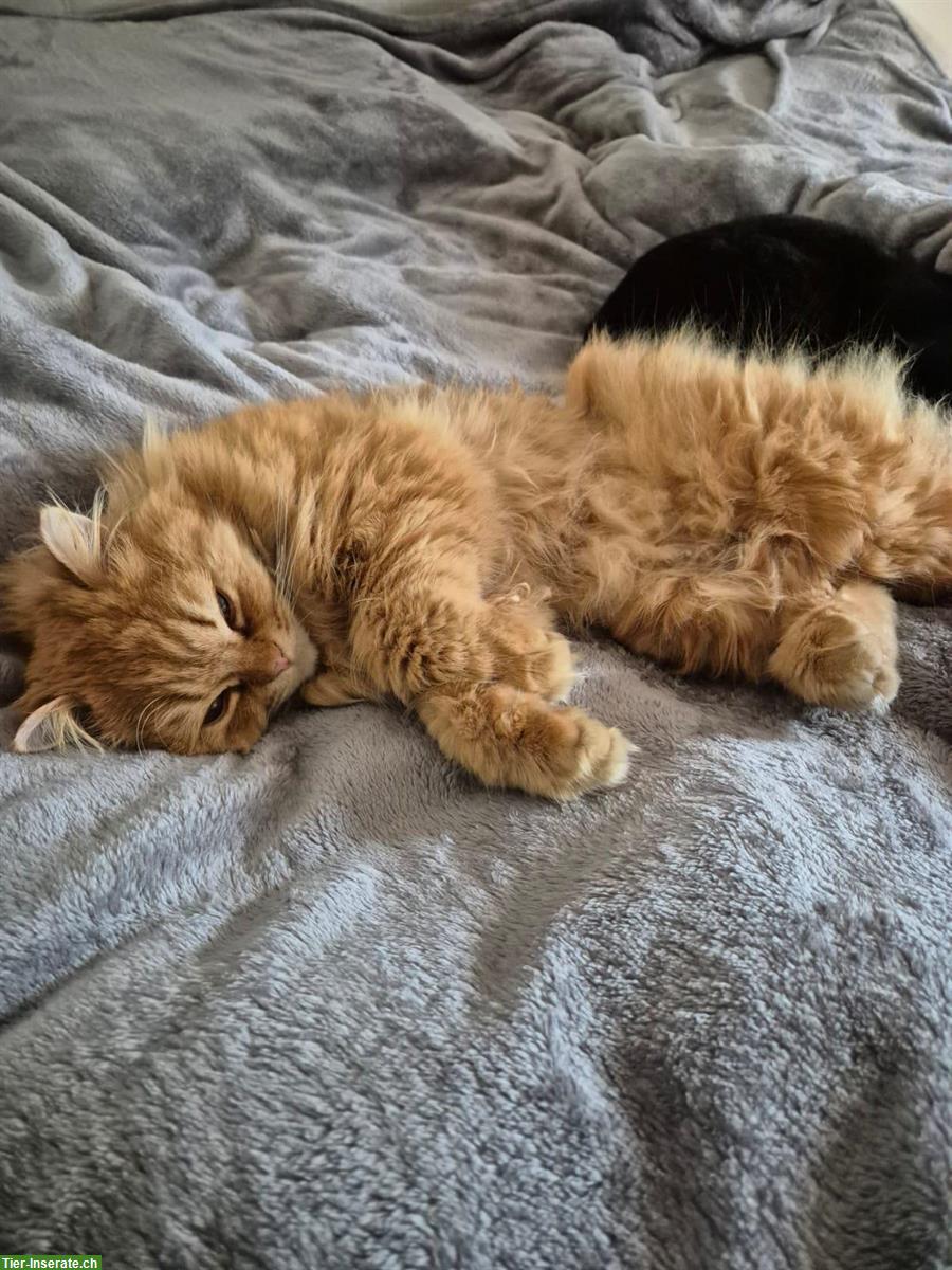 Bild 2: Britisch Langhaar Kater, reinrassig abzugeben