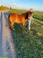 Herziges Pony in liebevolle Hände abzugeben