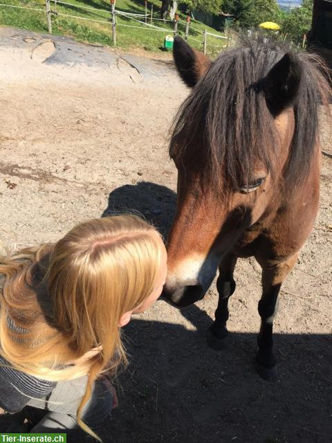 Bild 2: Herziges Pony in liebevolle Hände abzugeben