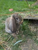 Reinrassige Widder Kaninchen suchen Platz mit Auslauf