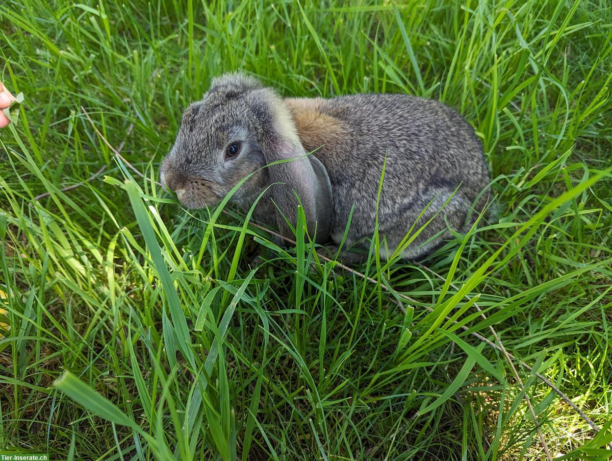 Bild 2: Reinrassige Widder Kaninchen suchen Platz mit Auslauf