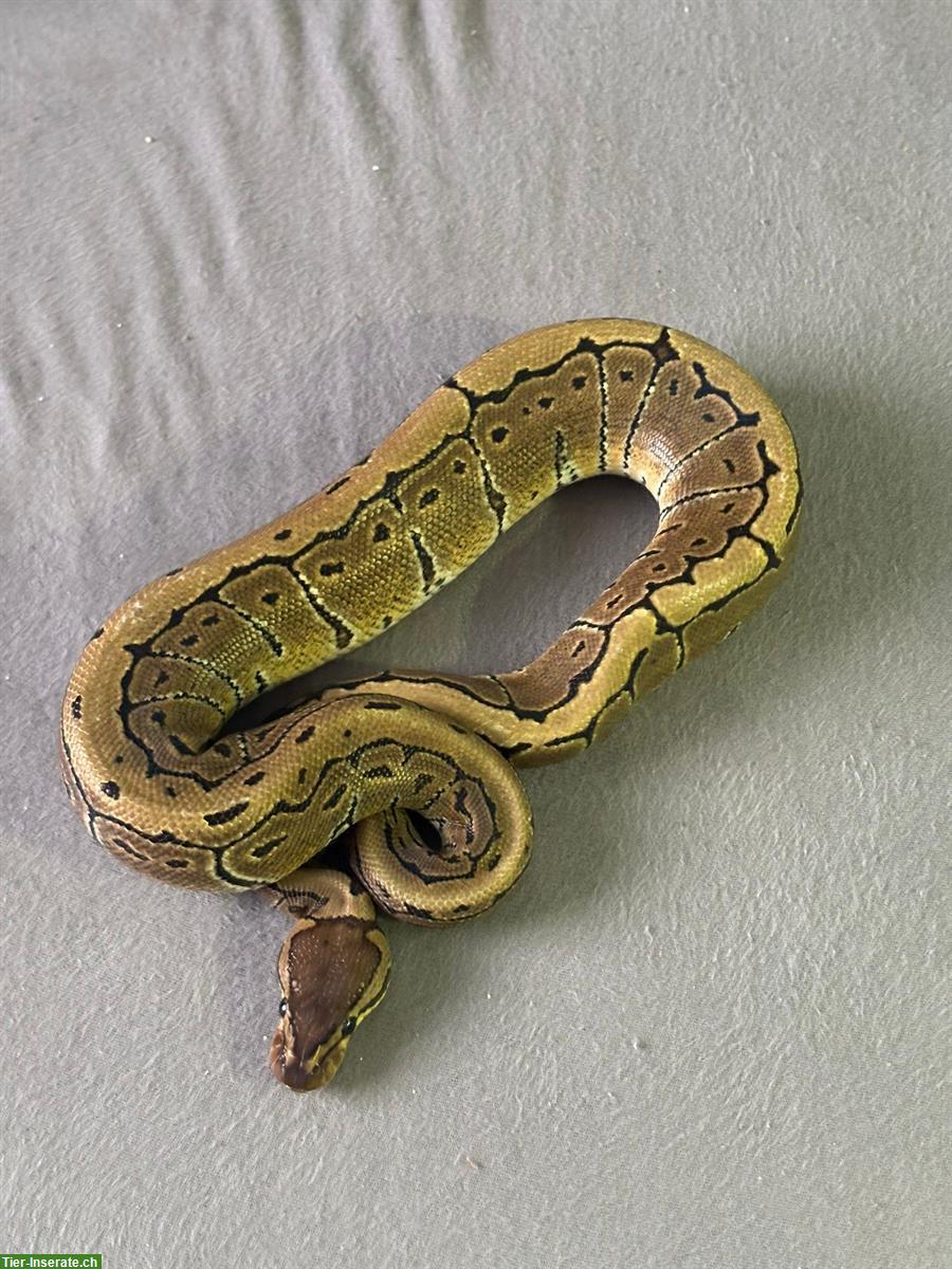 2x 1-jährige Königspythons 1.1 (m/w), Python Regius