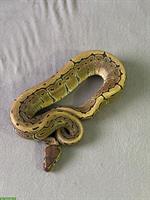 2x 1-jährige Königspythons 1.1 (m/w), Python Regius
