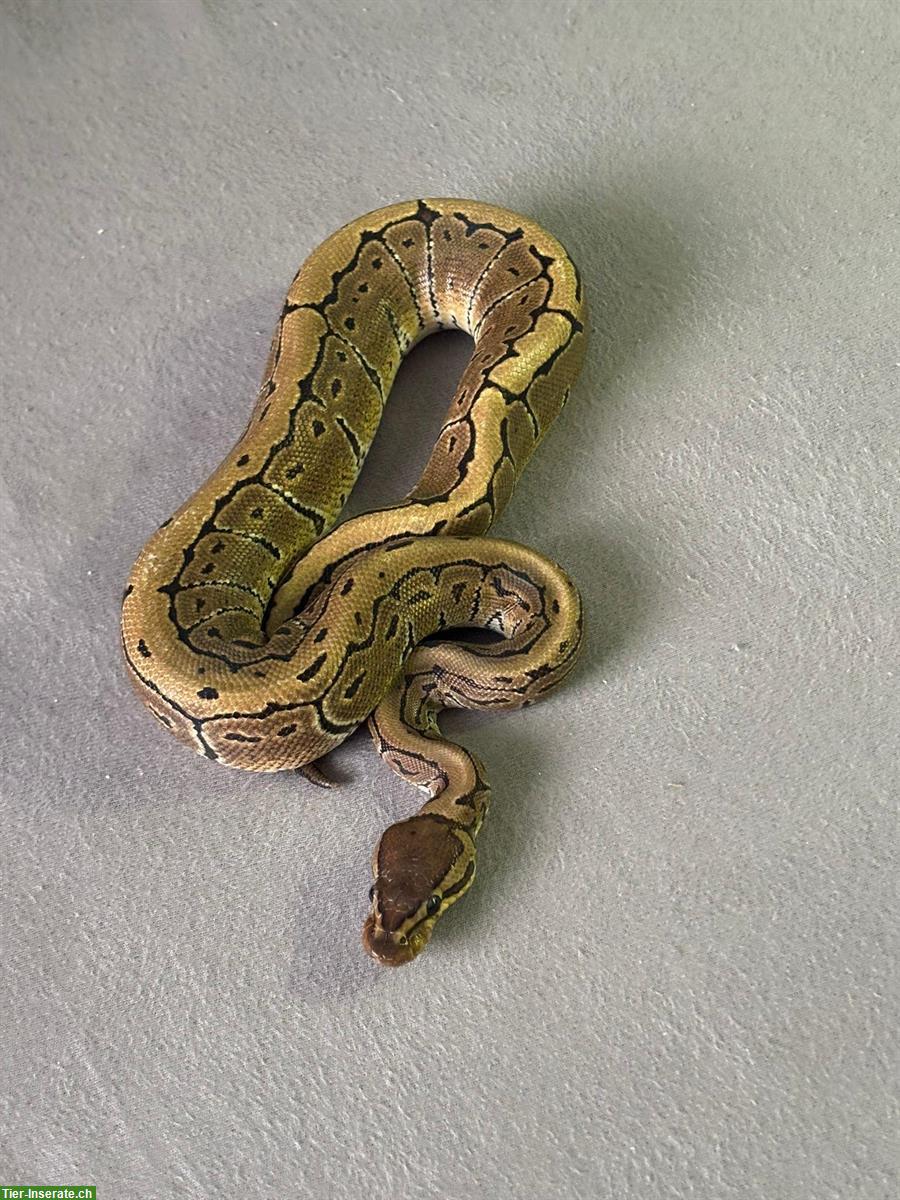 Bild 2: 2x 1-jährige Königspythons 1.1 (m/w), Python Regius