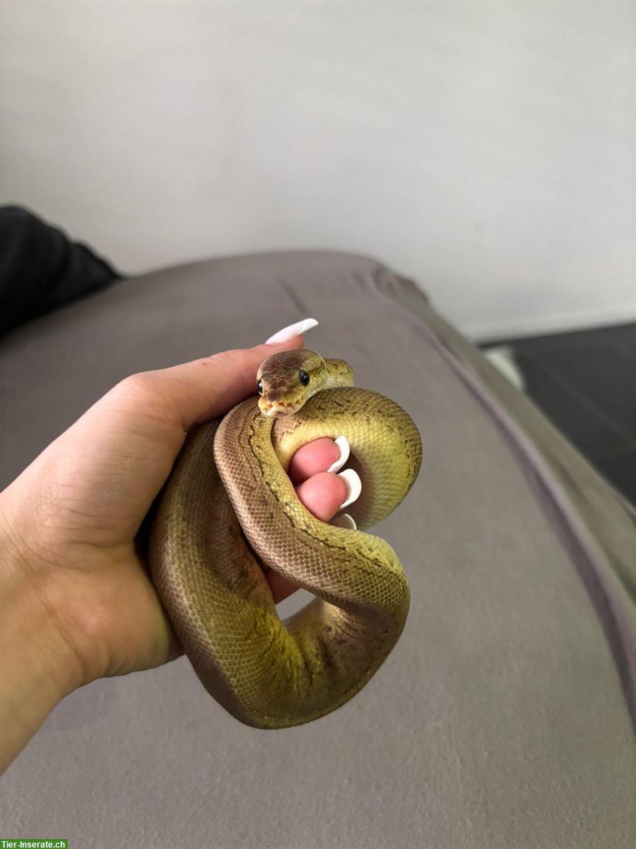 Bild 3: 2x 1-jährige Königspythons 1.1 (m/w), Python Regius