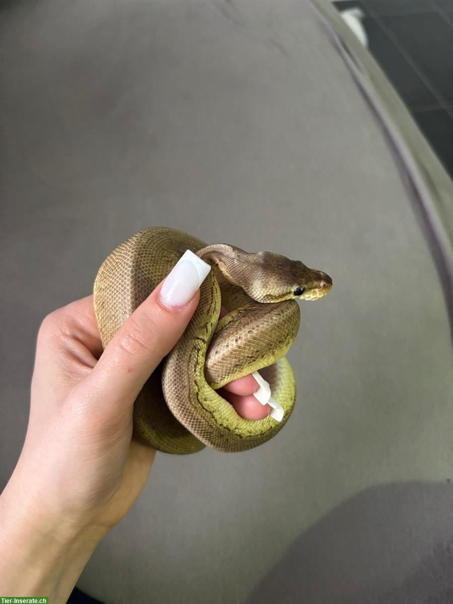 Bild 4: 2x 1-jährige Königspythons 1.1 (m/w), Python Regius