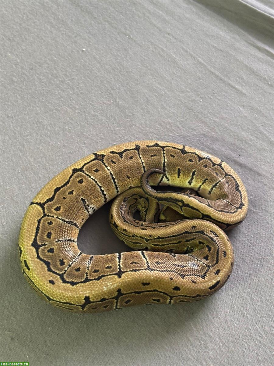 Bild 6: 2x 1-jährige Königspythons 1.1 (m/w), Python Regius