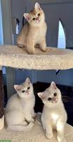 Rassenreine BKH Kitten mit Stammbaum