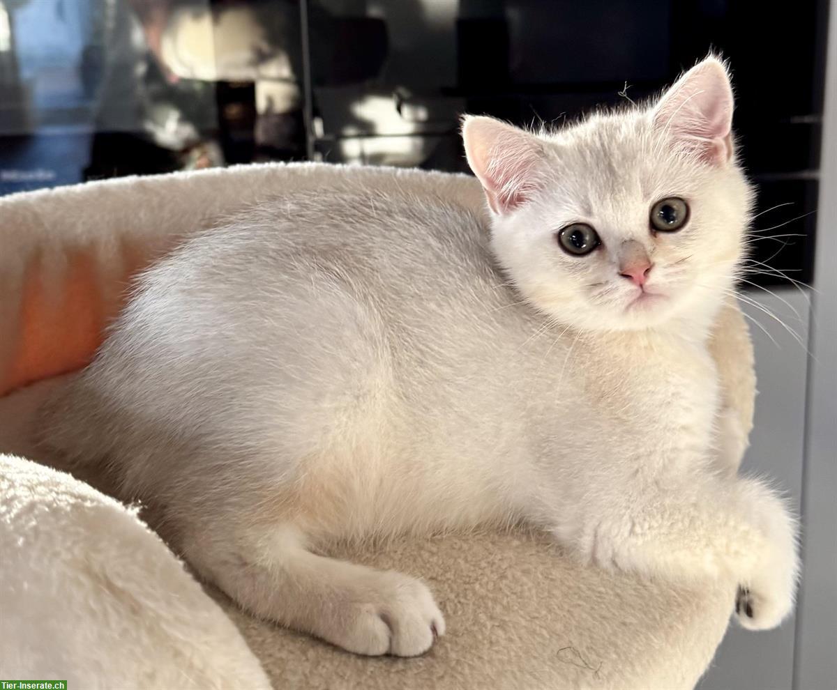 Bild 3: Rassenreine BKH Kitten mit Stammbaum