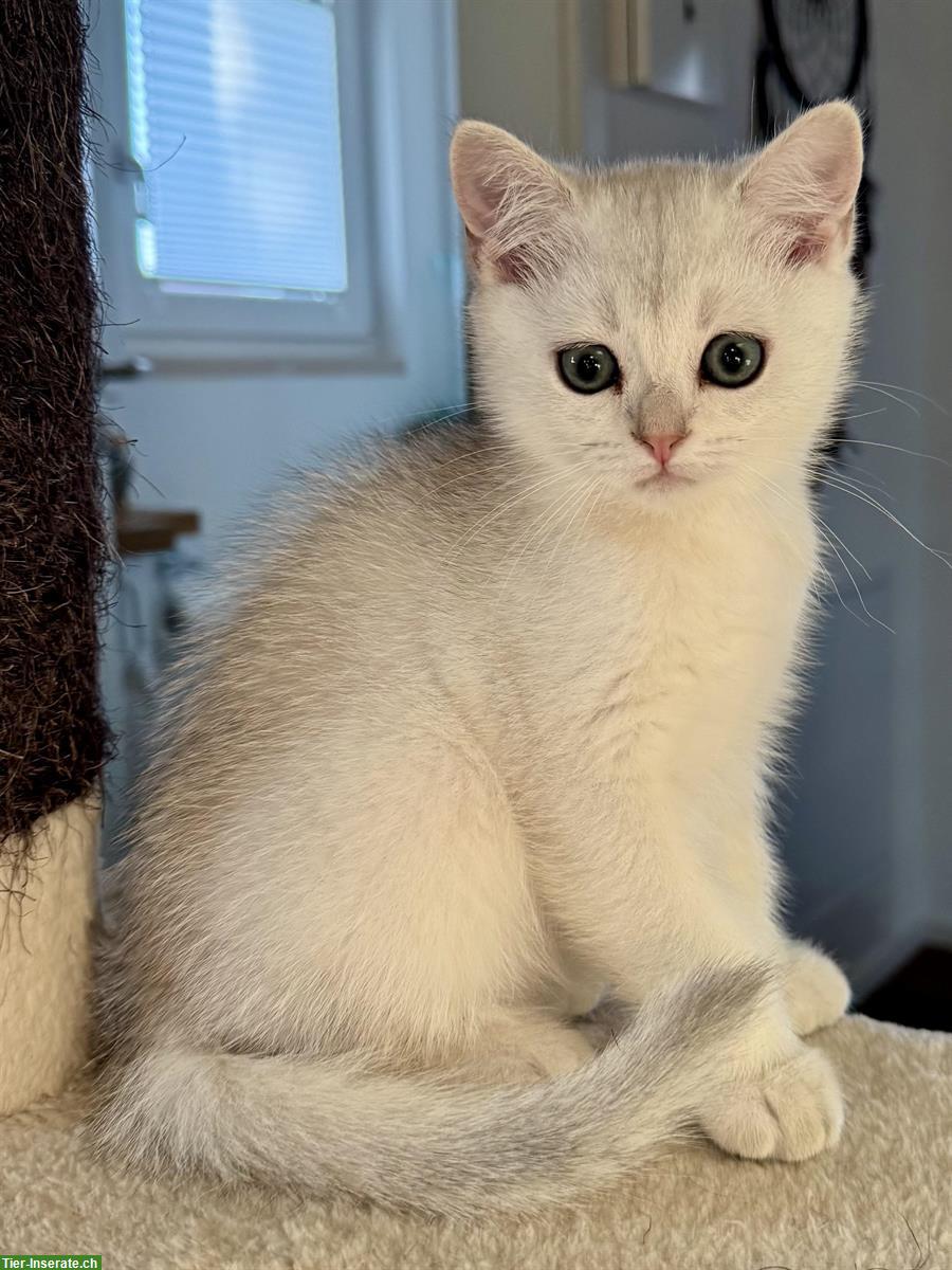 Bild 4: Rassenreine BKH Kitten mit Stammbaum