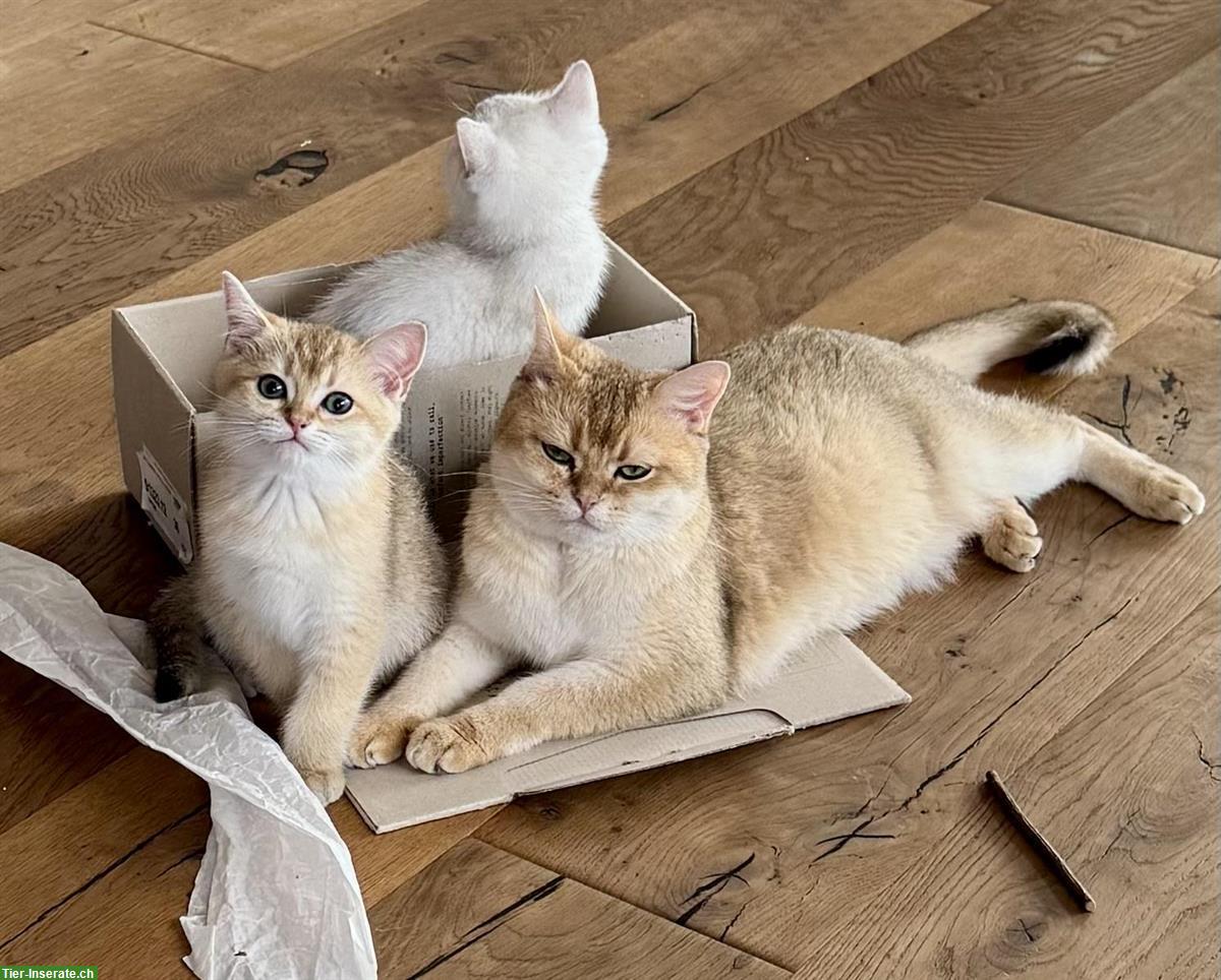 Bild 5: Rassenreine BKH Kitten mit Stammbaum