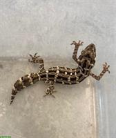 Rübenschwanz-Viperngecko 0.1 | Hemidactylus imbricatus