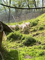GRATIS: Skudden Weiblich, 4 Schafe zu verschenken