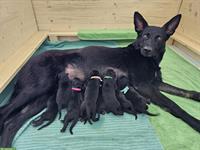 Deutsche Schäferhunde Welpen mit SKG / SC / FCI Papiere