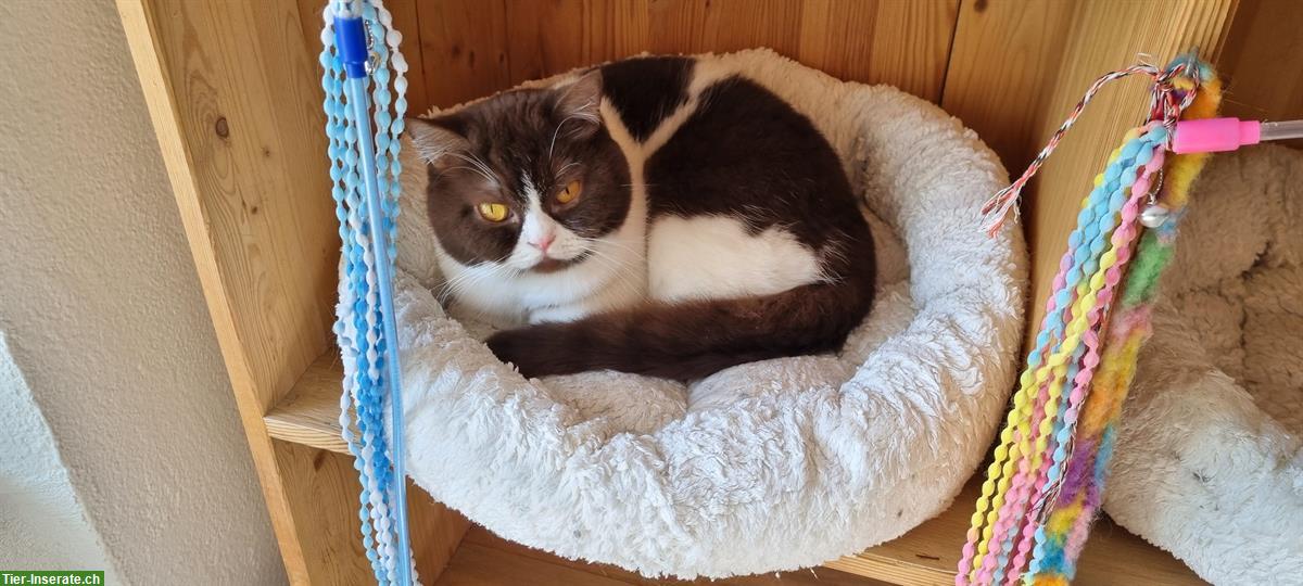 BKH Katzen weiblich, kastriert suchen ruhiges Plätzli