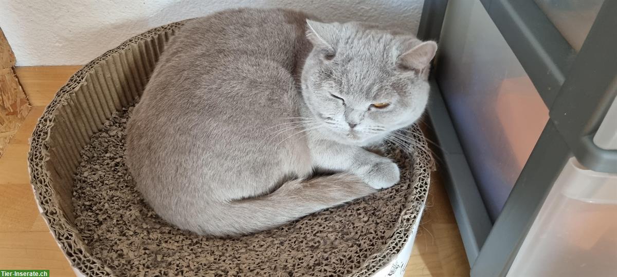 Bild 2: BKH Katzen weiblich, kastriert suchen ruhiges Plätzli