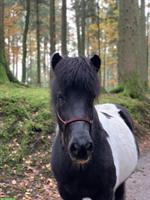 Suchen Stallhilfe für liebe Ponys, Kanton Bern