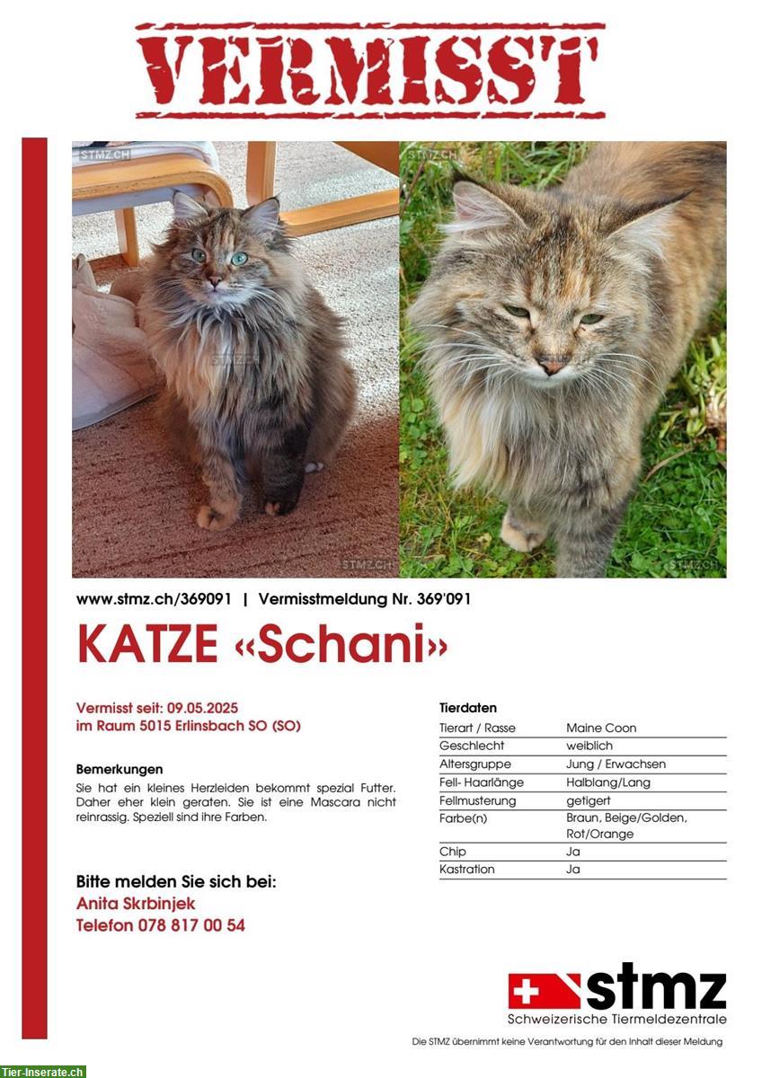 Vermissen unsere Katze «Schani»