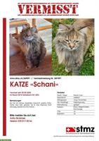 Vermissen unsere Katze «Schani»
