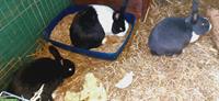 Kleine Hasenfamilie mit viel Zubehör sucht neues Zuhause