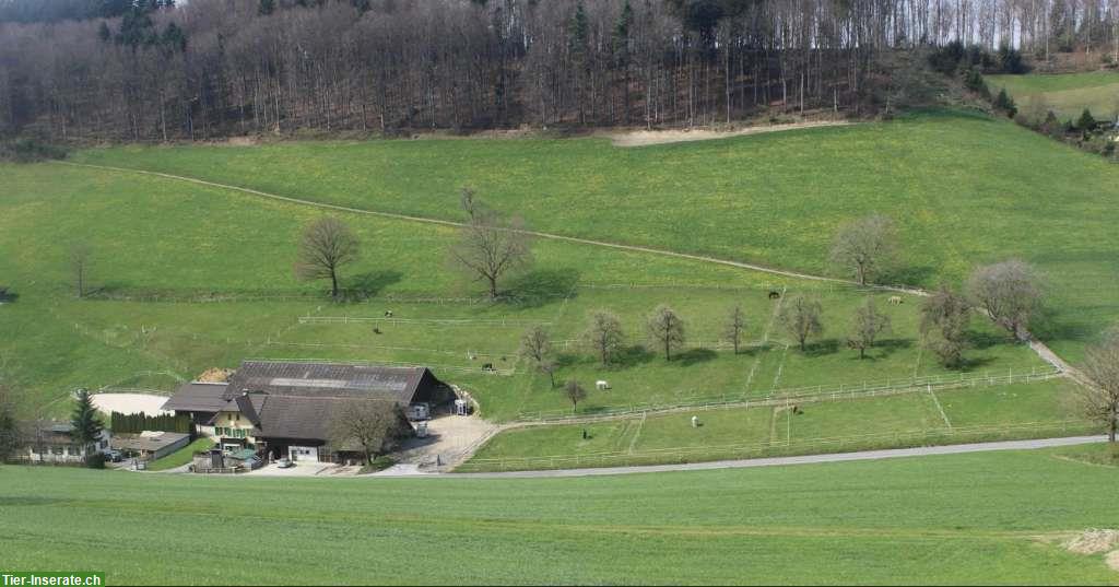 Bild 2: Bieten 2 grosse Auslaufboxen in Reiden LU