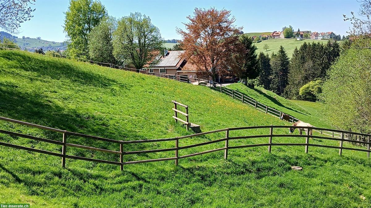 Bieten Offenstallplatz in Wald AR
