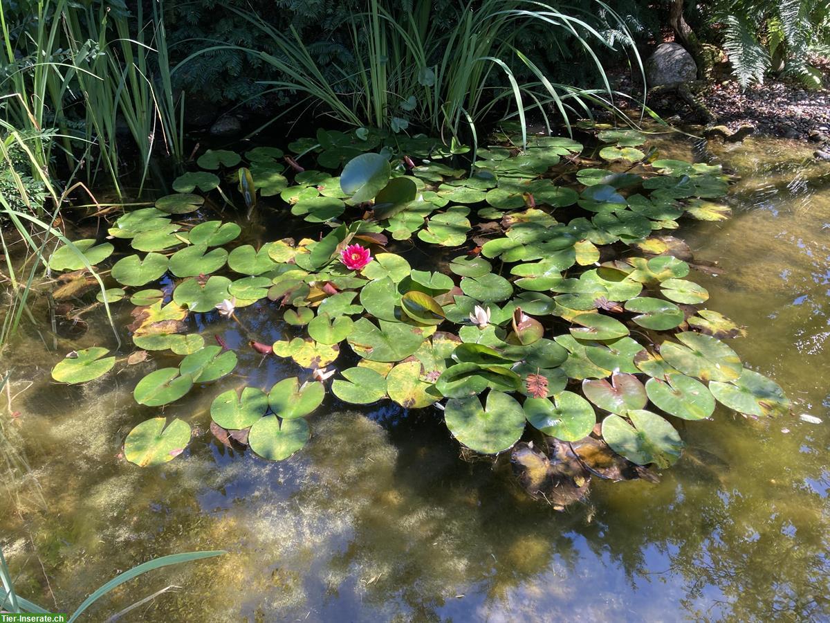 SUCHE Goldfische für Gartenteich