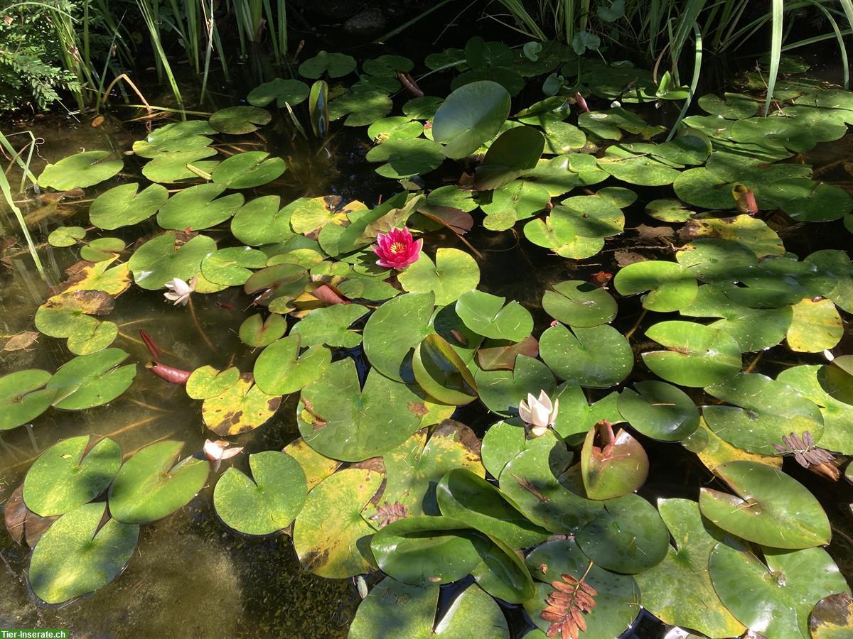 Bild 2: SUCHE Goldfische für Gartenteich