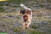Fynn, ein Lagotto Romagnolo Rüde sucht Zuhause