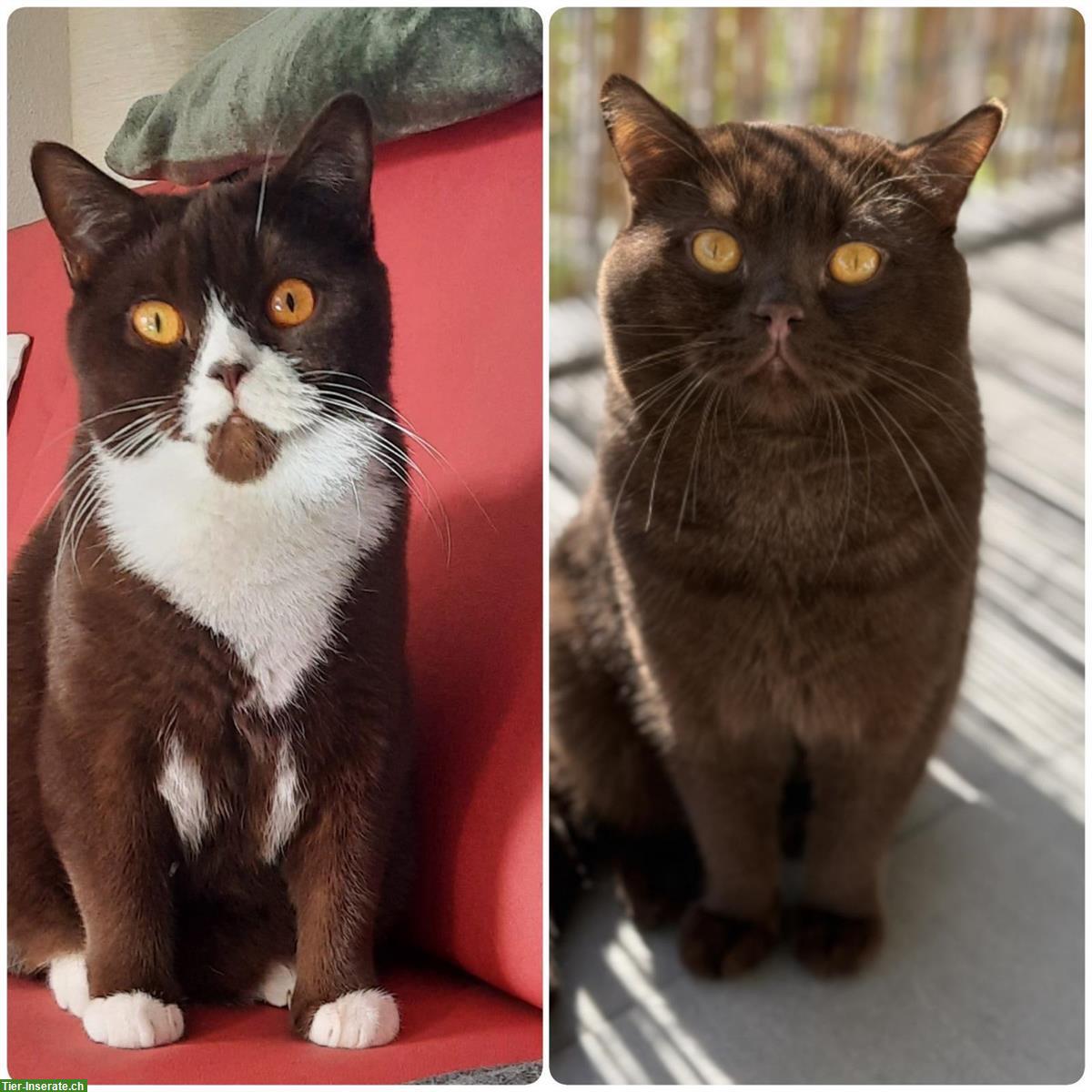 Herzige BKH Kitten Chocolate und Chocolate / White