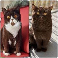 Herzige BKH Kitten Chocolate und Chocolate / White