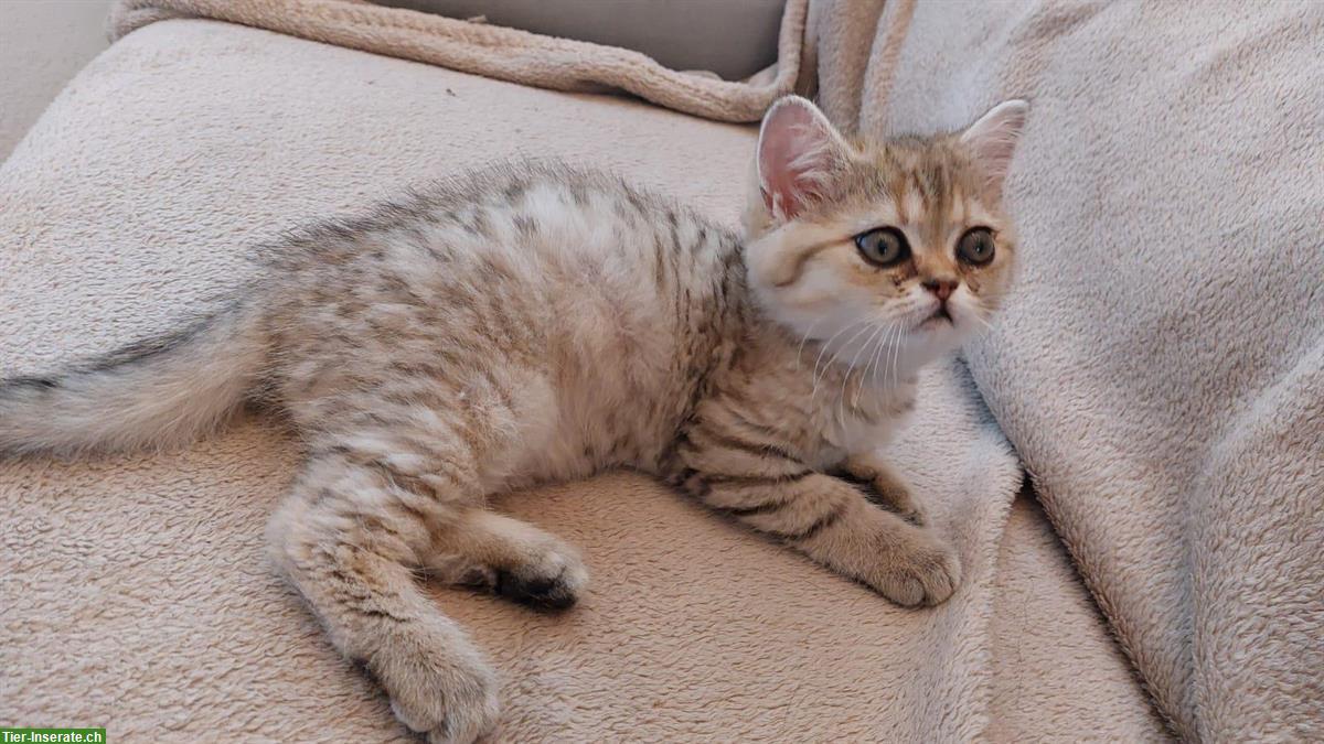 Perserkatze, Exotic Kurzhaar Katerli mit FFH Stammbaum