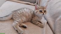 Perserkatze, Exotic Kurzhaar Katerli mit FFH Stammbaum