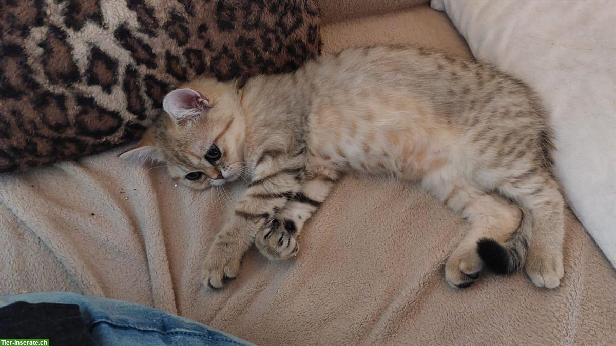 Bild 2: Perserkatze, Exotic Kurzhaar Katerli mit FFH Stammbaum