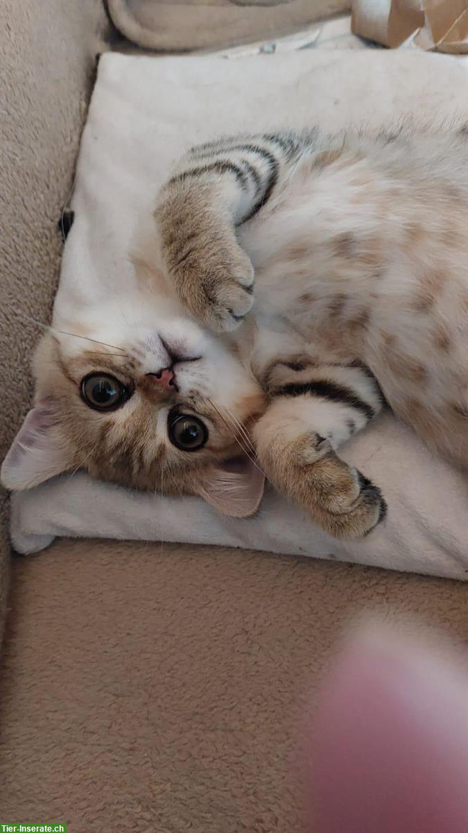 Bild 3: Perserkatze, Exotic Kurzhaar Katerli mit FFH Stammbaum