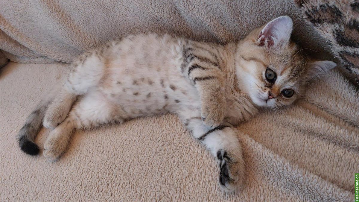 Bild 4: Perserkatze, Exotic Kurzhaar Katerli mit FFH Stammbaum