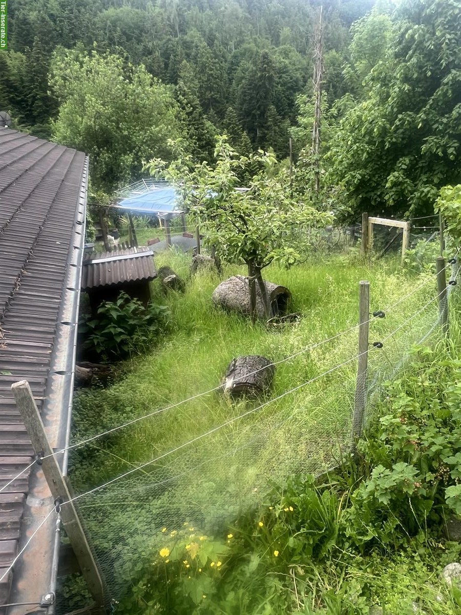 Ferienunterkunft für Kaninchen oder Meerschweinchen