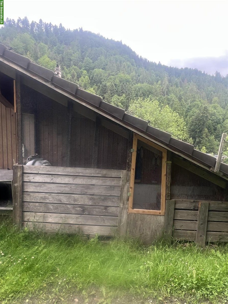 Bild 2: Ferienunterkunft für Kaninchen oder Meerschweinchen