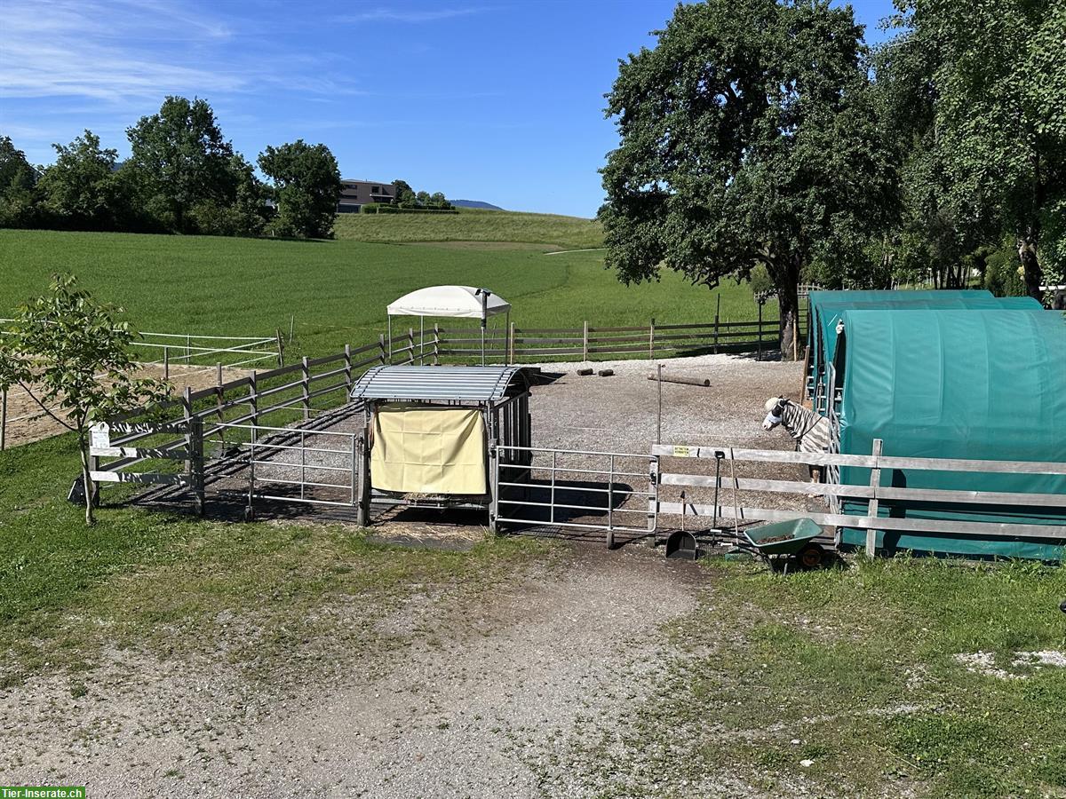Bild 9: Offenstallplatz für Isländer in Jona SG