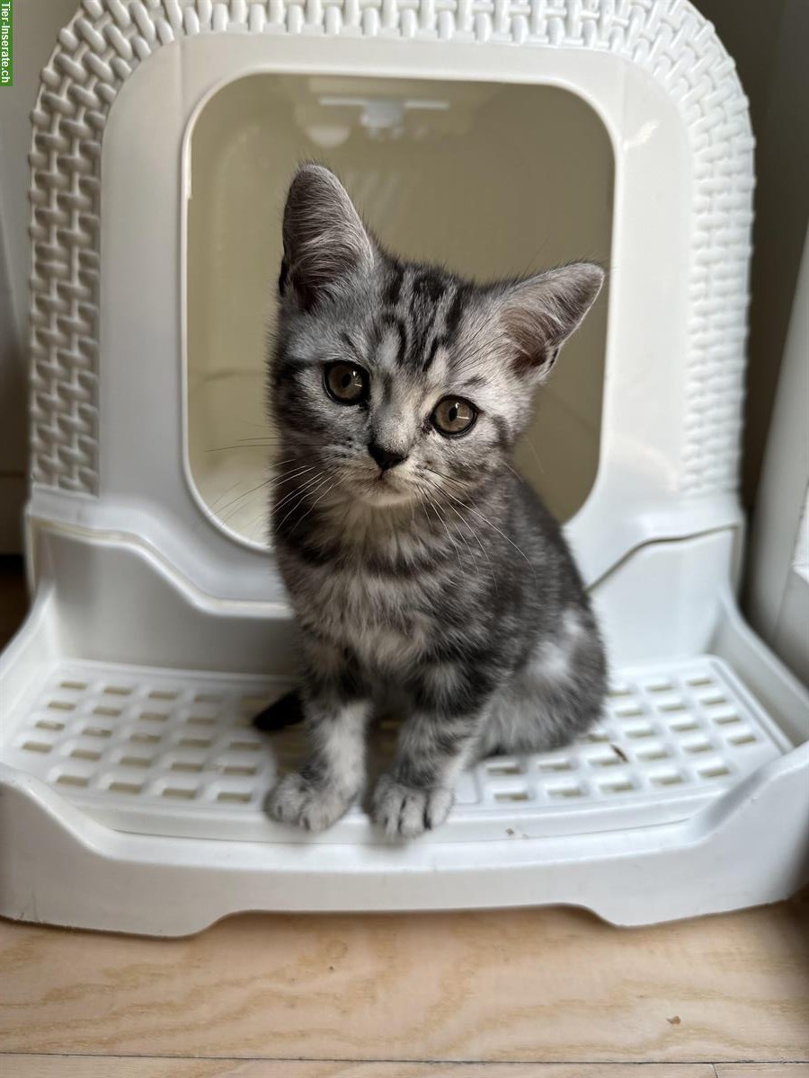 BKH Silver Tabby Classic Whiskas Kätzchen