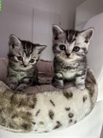 BKH Silver Tabby Classic Whiskas Kätzchen